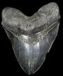 Huge, Serrated Megalodon Tooth - South Carolina #31056-1